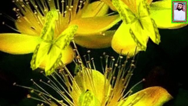 قران كريم صوت جميل وهادا يريح القلب