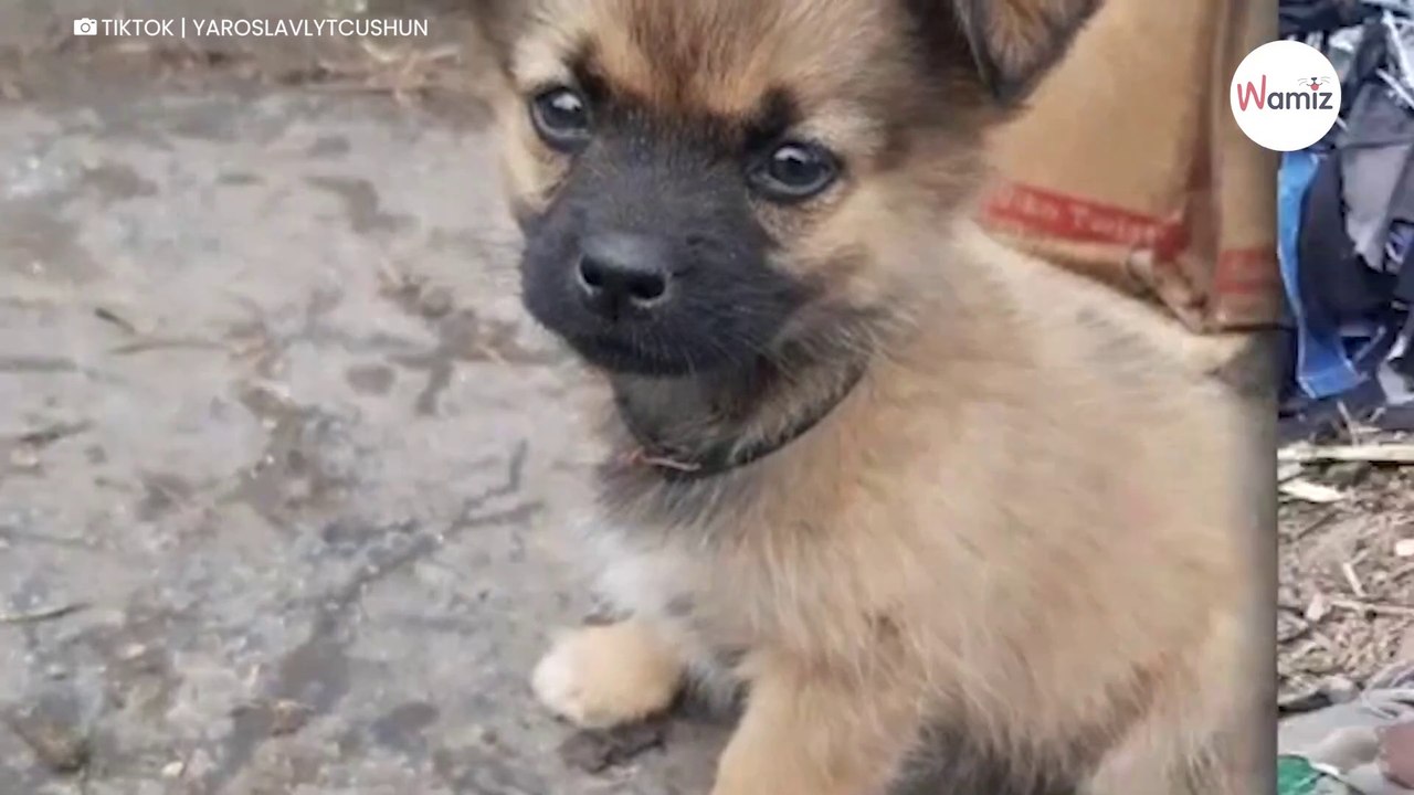 Soldat aus der Ukraine bricht in Tränen aus, als er versteht, was die Welpen verstecken (Video)