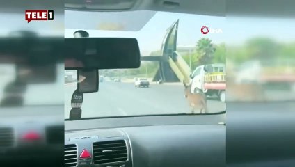 Yola çıkan eşek trafiği alt üst etti