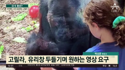아이패드 보는 고릴라…“페이지 넘겨” 앞발로 신호?