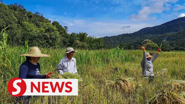 Mat Sabu: We'll throw the book at those found hoarding local rice seeds