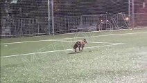 Un zorro en un campo de fúbol de Barcelona