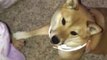 Adorable & Smart Shiba Inu makes owner's day by saying 'I Love You' to her