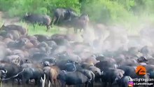 Stampeding Buffaloes Trample Lion