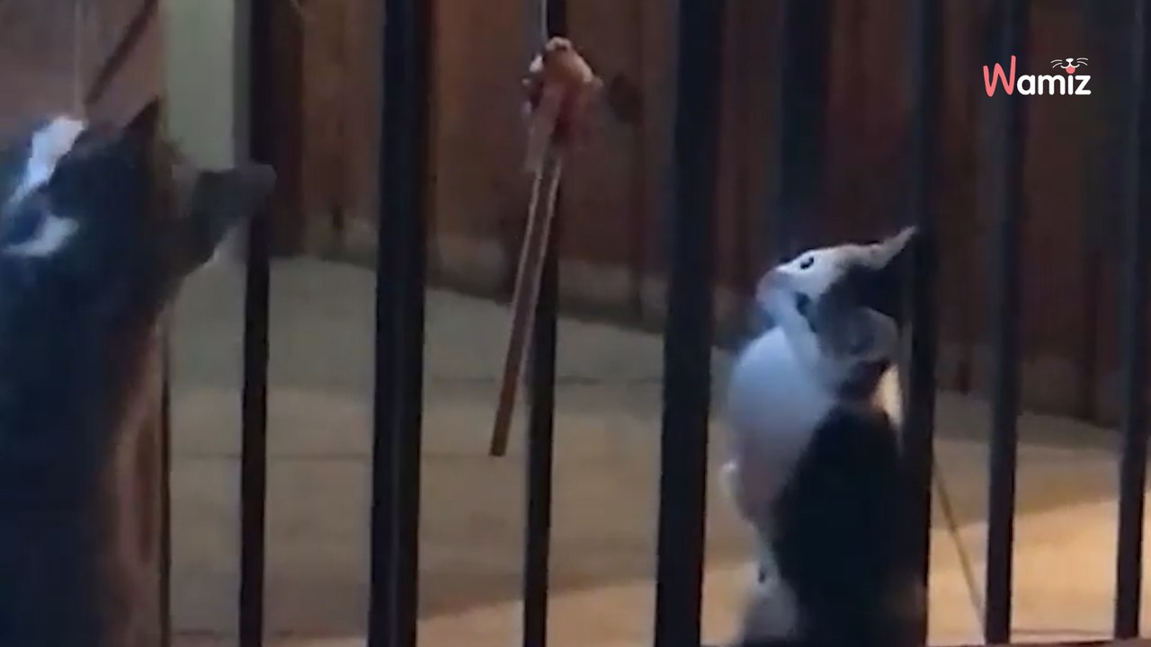 Kätzchen wird wegen Känguru-Syndrom herzlos im Müll entsorgt!