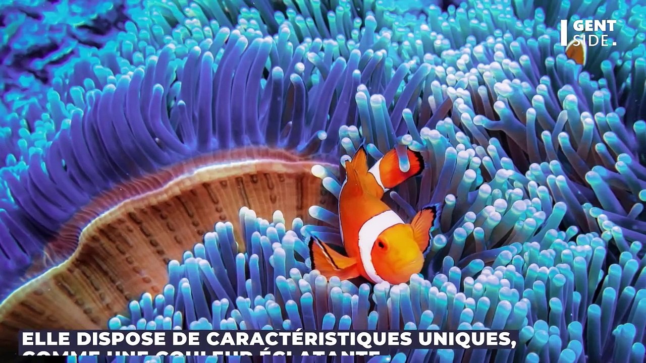 Une nouvelle espèce de poisson “ardent” découverte au large du Japon
