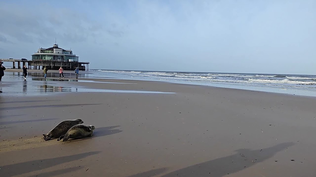 Deux jeunes phoques remis en libertés par Sea Life Blankenberge