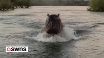Beobachten Sie den Moment, in dem ein riesiges Nilpferd ein Schnellboot voller Schaulustiger jagt