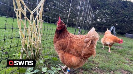 Woman has opened an all-inclusive, five-star hotel for CHICKENS