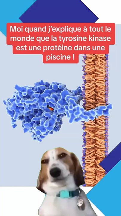 La fameuse tyrosine qui nage !