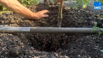 Roland Motte, jardinier : conseils de plantation pour arbres et arbustes