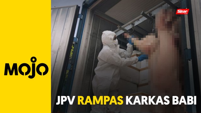 9,120 kg karkas babi sejuk beku dirampas
