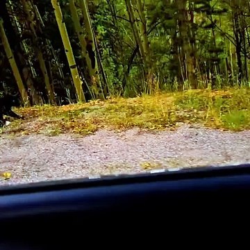 Il tombe nez à nez avec un incroyable renard noir !