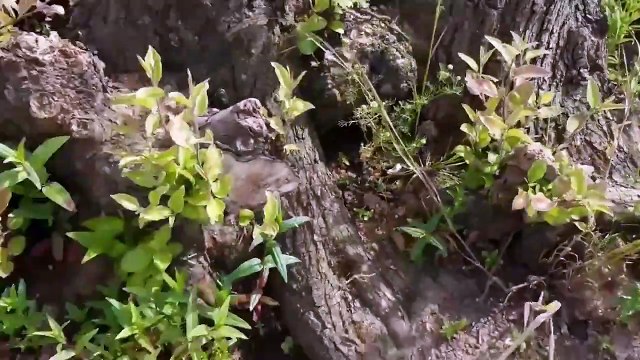 'England's best tree' felled for HS2 has started miraculously growing back
