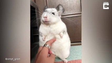 Adorable Chinchilla Loves Being Brushed