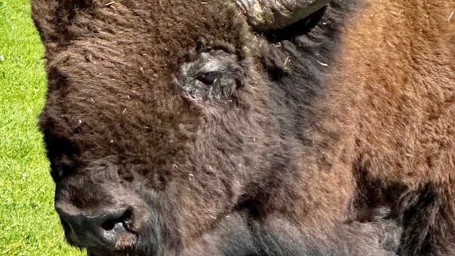 Huge Bison Takes a Stroll Through Small Town in Yellowstone National Park