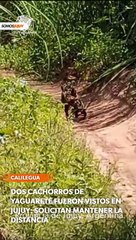 Dos cachorritos de yaguareté fueron vistos en Jujuy