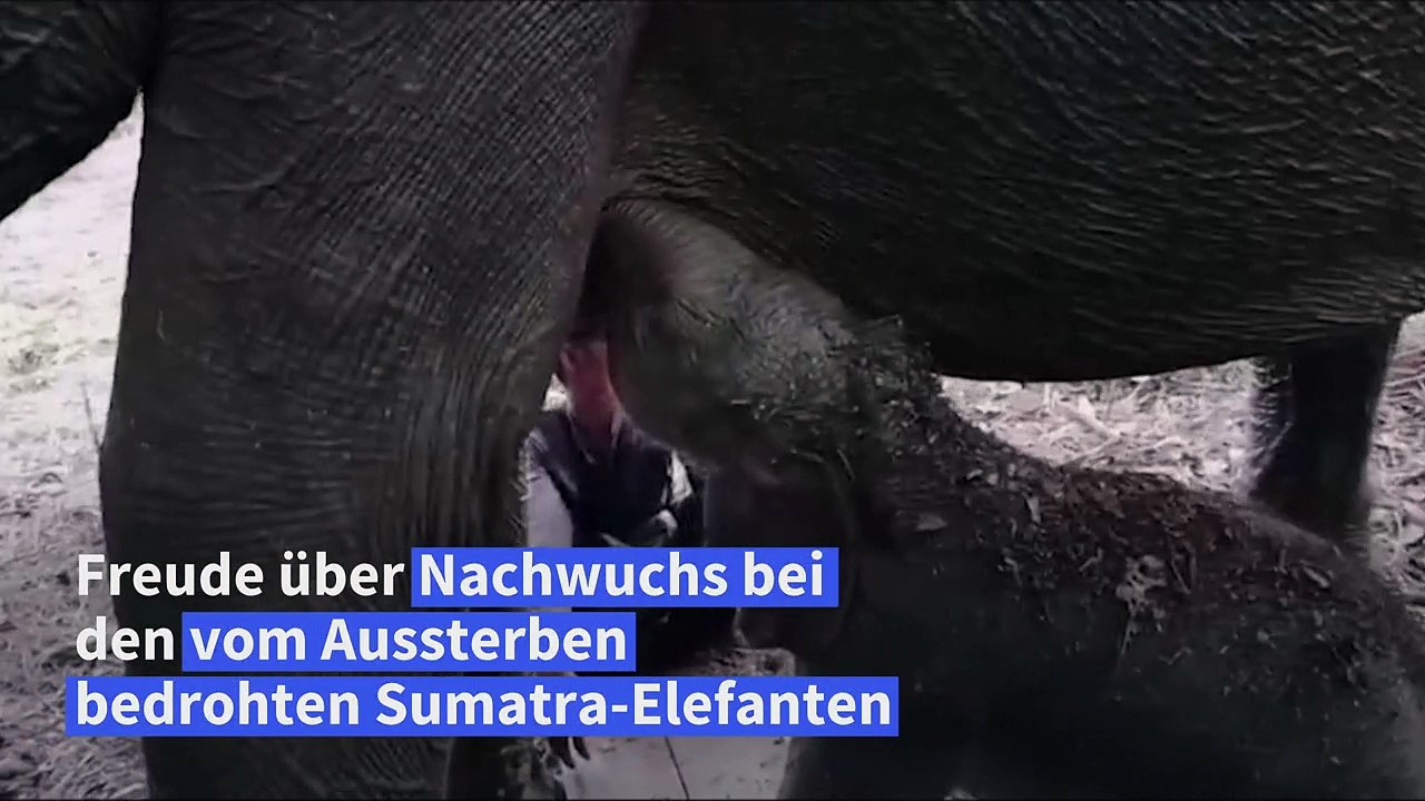 Nachwuchs bei von Aussterben bedrohten Sumatra-Elefanten in Indonesien