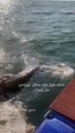 فيديو.. حوت نافق طوله يتجاوز 8 أمتار على شواطئ أرخبيل فرسان بجازان