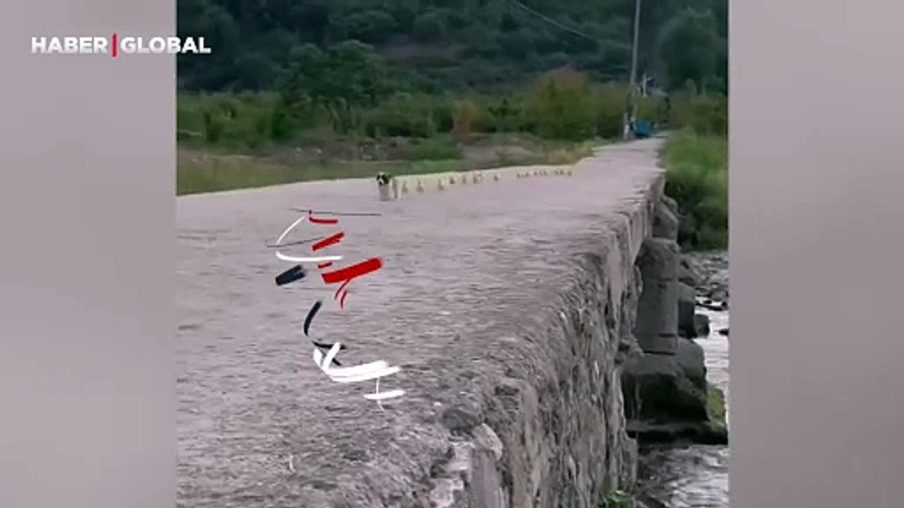 Civciv sürüsünü dakikalarca peşinden koşturan köpek kahkahaya boğdu