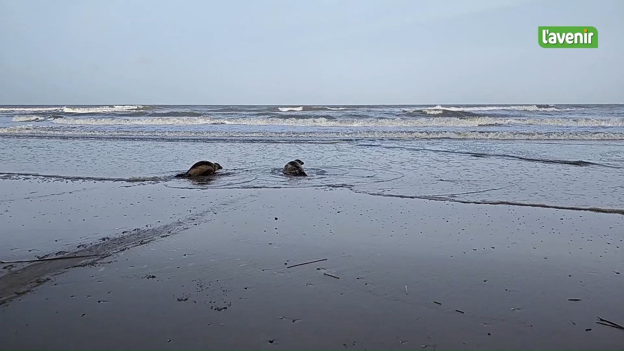 Sea Life Blankenberge relâche deux bébés phoque...