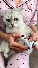 One ball with holes and one awesome cat 