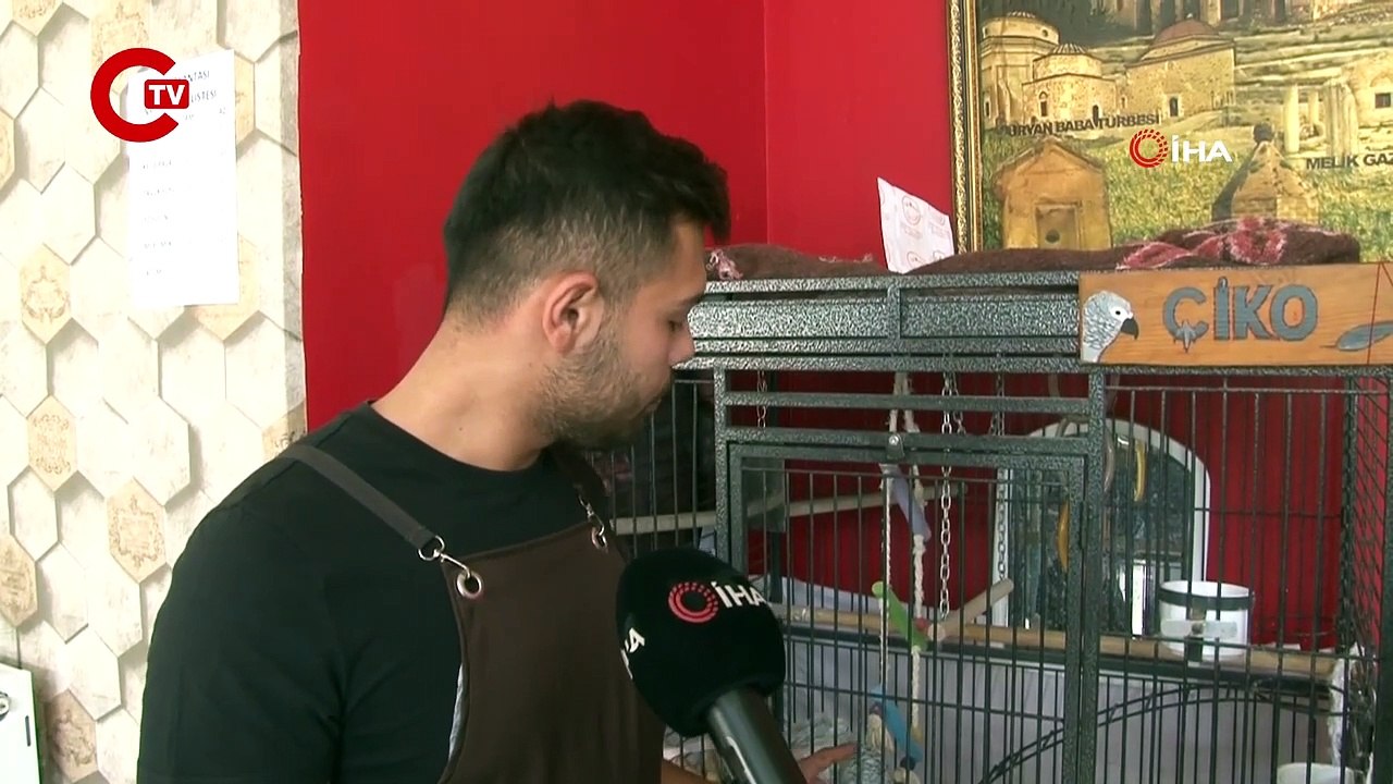 Papağan Çiko'ya teklif üzerine teklif! Yemeklerin fiyatını bile ezbere biliyor…