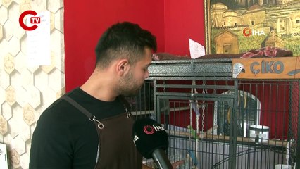 Papağan Çiko'ya teklif üzerine teklif! Yemeklerin fiyatını bile ezbere biliyor…