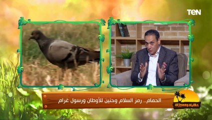 Download Video: نصائح هامة لمنتجي ومربين الدواجن مع دخول فصل الشتاء من عميد طب بيطري القاهرة الأسبق