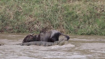 Watch Lucky Wildebeest Perform Breathtaking Escape From Crocodile