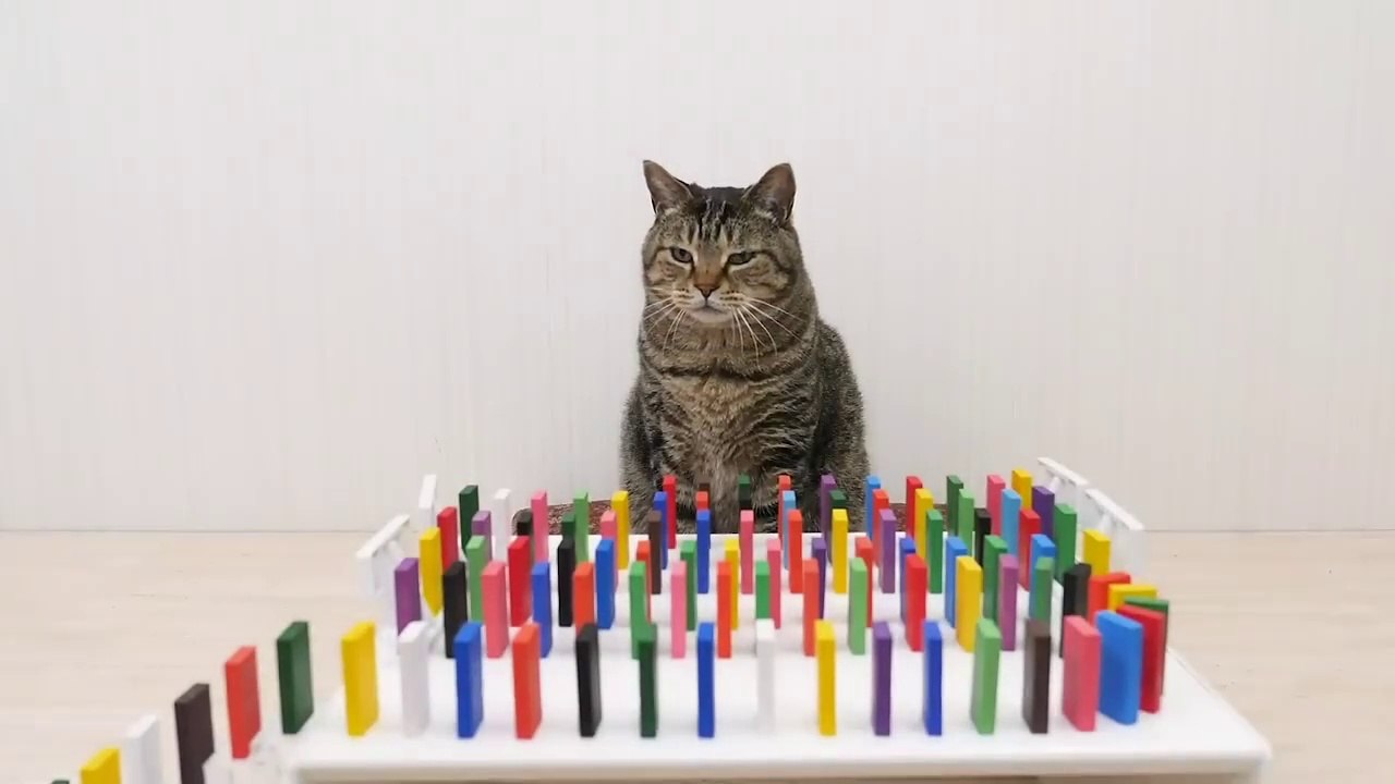 Cat and domino