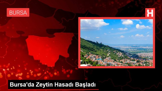 Bursa'da Zeytin Hasadı Başladı
