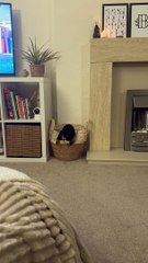 Tiny Dog Can't Handle Large Basket