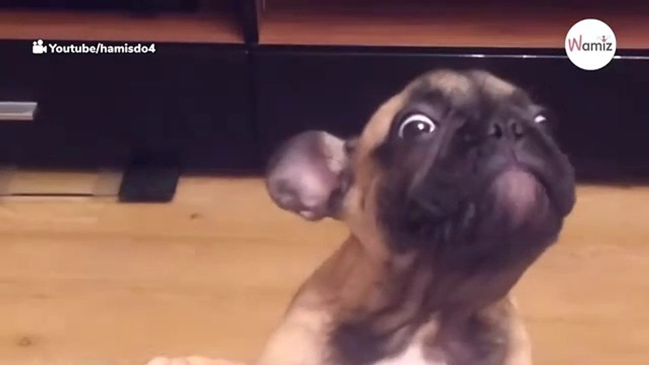 Weil er es selbst nicht glauben kann: Welpe hört nicht mehr auf zu schreien!