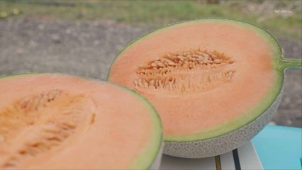 Cantaloupes Recalled Over Possible Salmonella Contamination