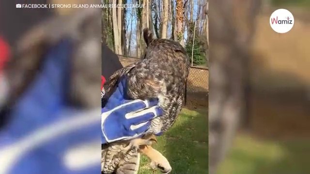 Man merkt een vreemde vorm in de tuin op. Hij komt dichterbij en vindt een buitengewoon diertje