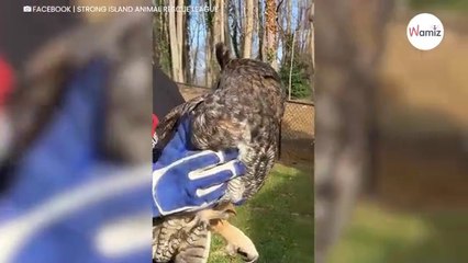 Man merkt een vreemde vorm in de tuin op. Hij komt dichterbij en vindt een buitengewoon diertje