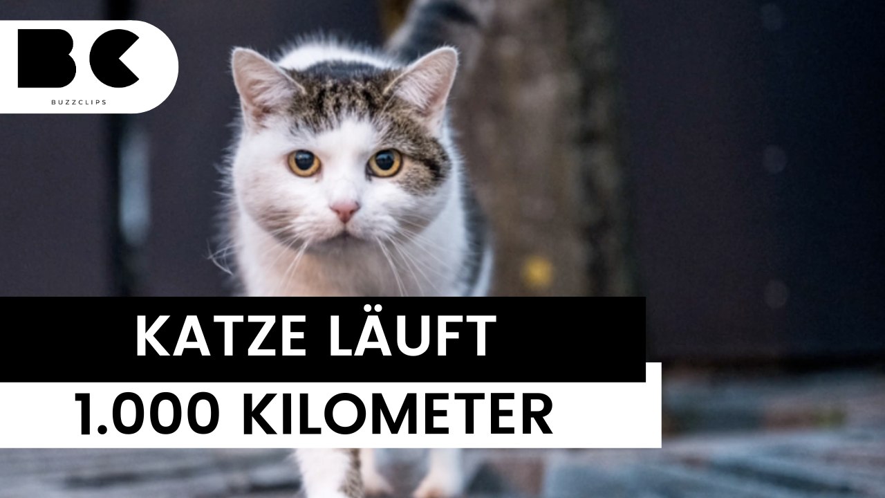 Fast 1.000 Kilometer gelaufen: Katze sucht verzweifelt nach Besitzerin