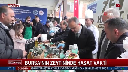 Bursa'nın zeytininde hasat vakti