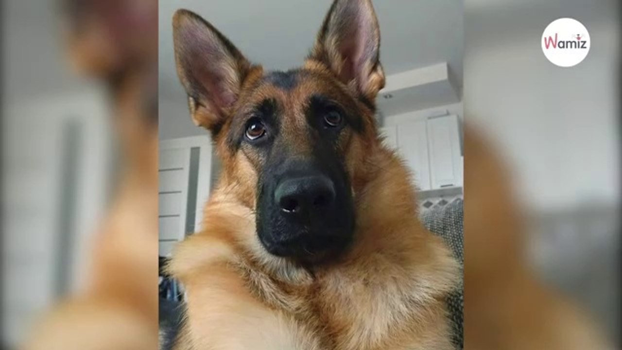 Frauchen kauft ein Frettchen für den Schäferhund. Die Folgen waren nicht abzusehen