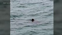 Basking shark spotted swimming off Kent coastline