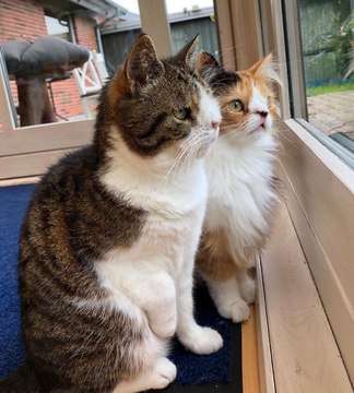 Las caritas de estos gatos son lo más tierno que verás hoy
