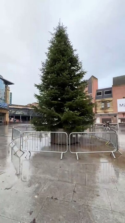 Falcon Square Christmas tree