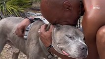 Affida il suo cane a una famiglia per 10 anni: quanta emozione quando si ritrovano! (Video)