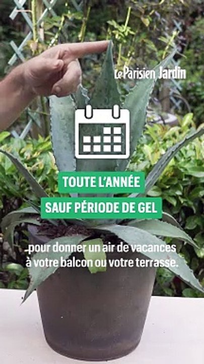 Agave : 5 conseils pour cultiver en pot cette succulente facile à vivre !