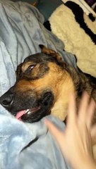 Sleepiest Dog Takes Deepest Nap