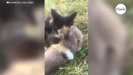 Owner hoped her cat would get rid of rats, but she didn't expect this (video)