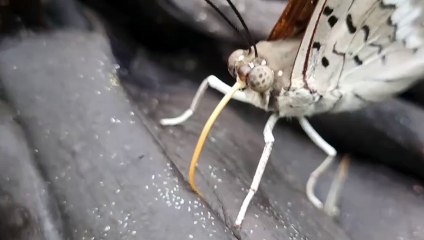 Butterfly feeding on rotting banana in front view