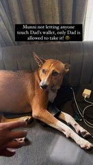 Cão recusa-se a entregar a carteira do dono e torna-se viral