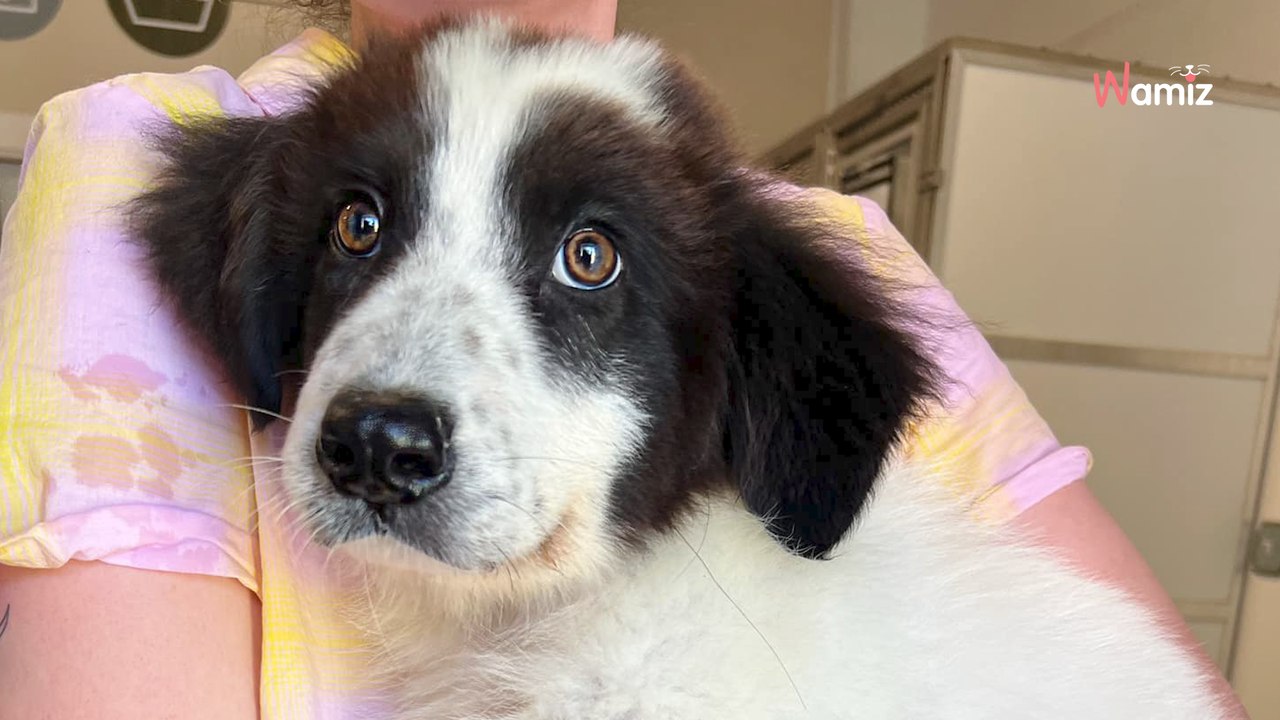 Le chiot endure les pires souffrances : en croisant sa route, son sauveur va faire tourner la roue du destin